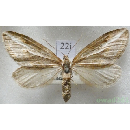 Chesias legatella (Denis & Schiffermüller, 1775) Czech22i